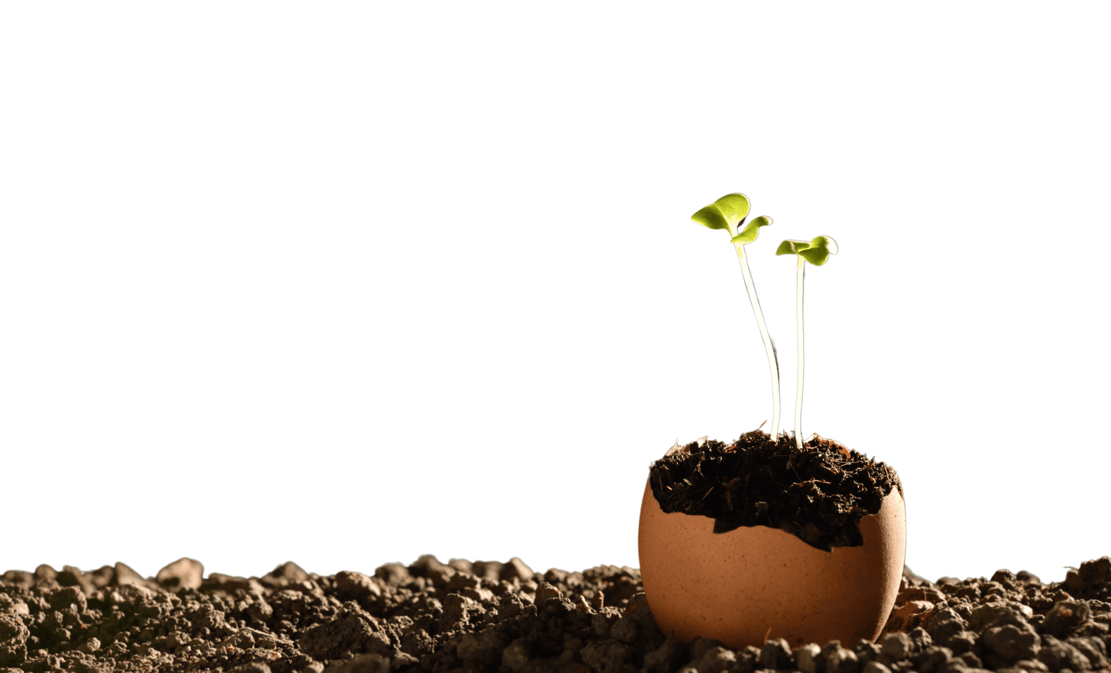 Composition florale de la Graineterie Feunette