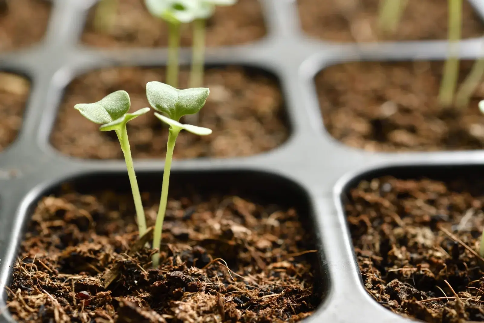 Semis et plantes à la Graineterie Feunette, Audincourt