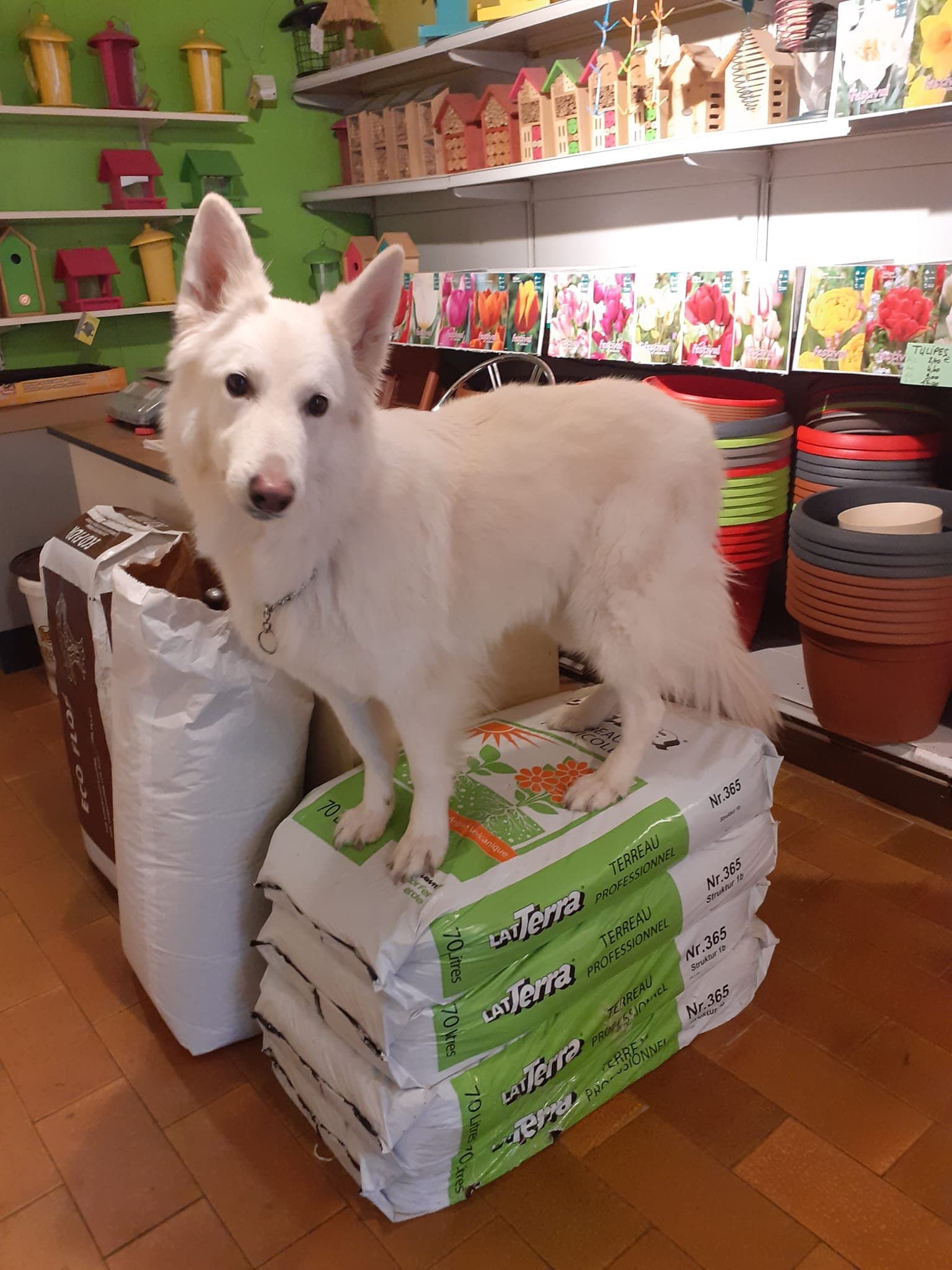 Zurich, la mascotte de la Graineterie Feunette